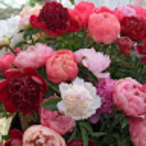 Meet your Posher, Ms.